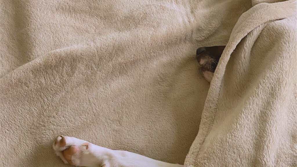 ブランケットとわんこ