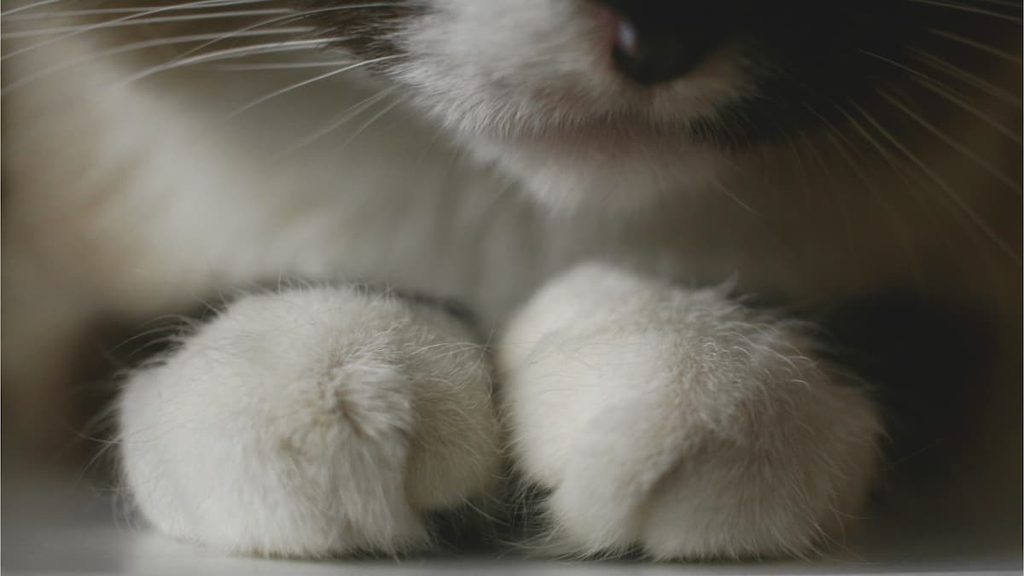 猫の手もかりたい
